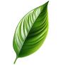 Widget Leaf